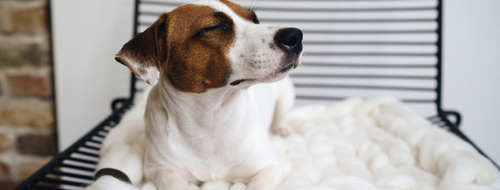Five Comfortable Bedding Ideas for Your Dog